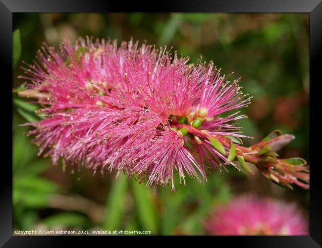 Bottle Brush Plant Framed Print by Sam Robinson