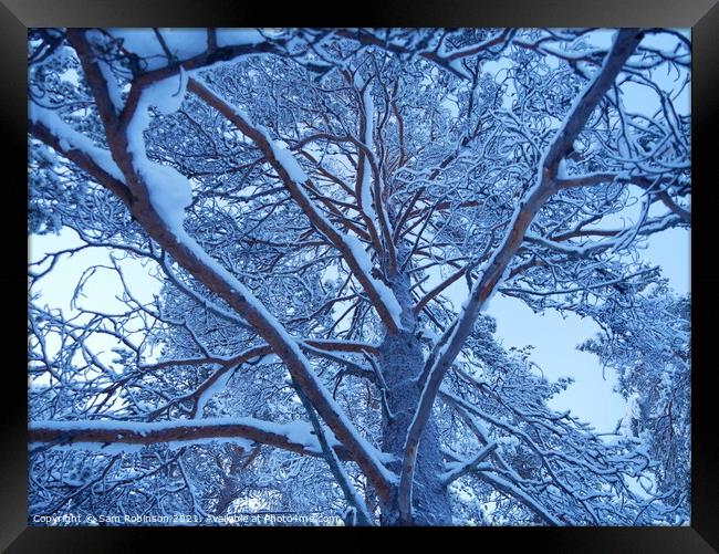 Snow covered Tree branches Framed Print by Sam Robinson