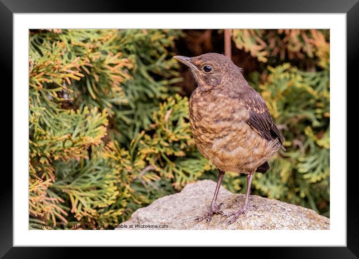 A female blackbird perched on top of a rock Framed Mounted Print by Csilla Horváth