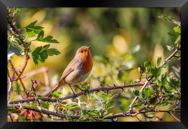 Small robin sunbathing on a tree branch Framed Print by Csilla Horváth