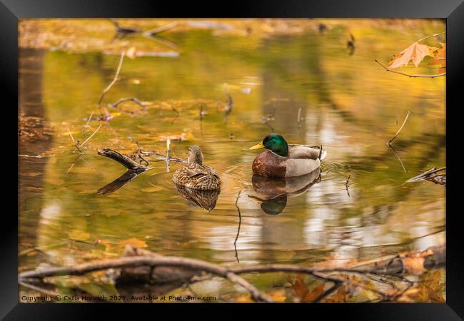 A couple of ducks on a pond Framed Print by Csilla Horváth
