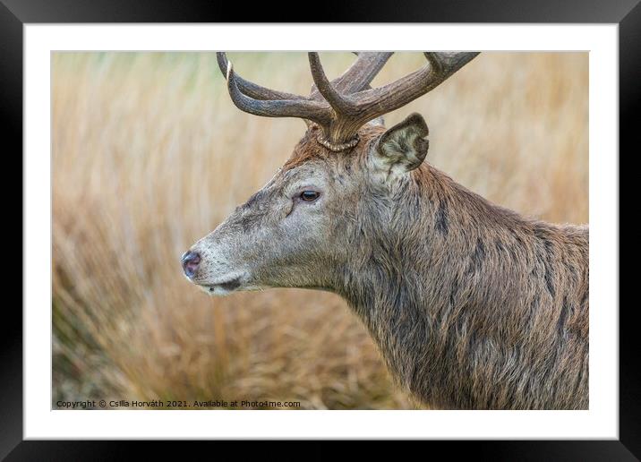 A deer standing in tall brown grass Framed Mounted Print by Csilla Horváth