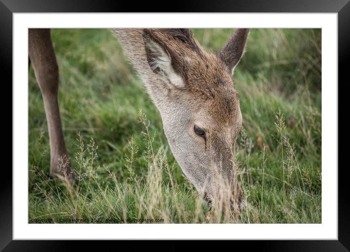 A deer standing in tall grass Framed Mounted Print by Csilla Horváth