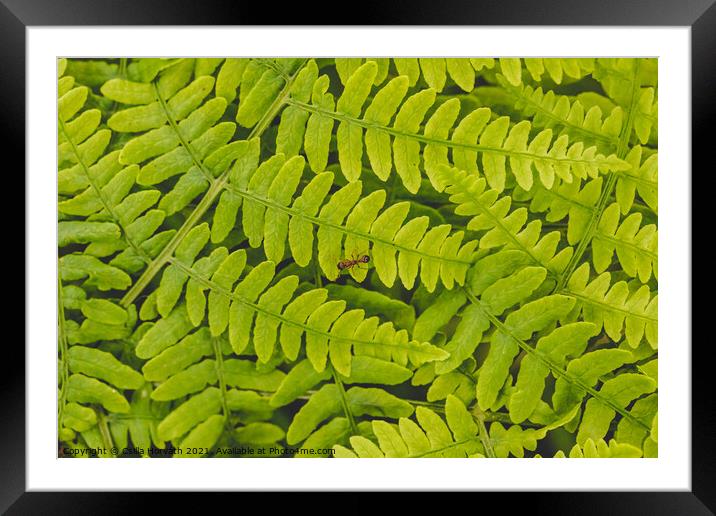 Small ant on green fern leaves Framed Mounted Print by Csilla Horváth