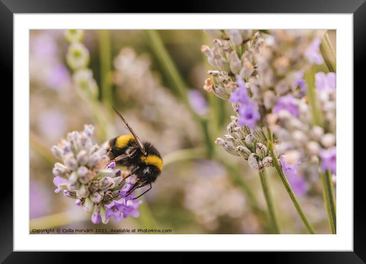 Bumblebee collecting pollen Framed Mounted Print by Csilla Horváth