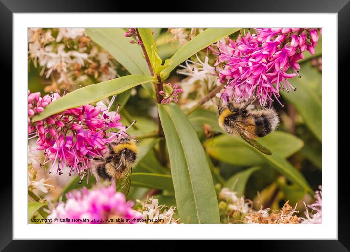 Bumblebees collecting pollen on pink flower Framed Mounted Print by Csilla Horváth