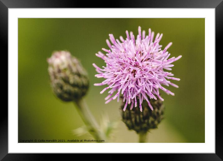 Purple flower with green background Framed Mounted Print by Csilla Horváth