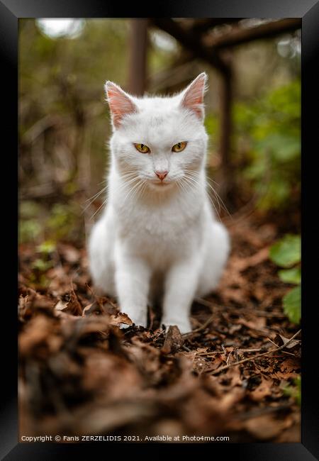 White cat in wild Framed Print by Fanis Zerzelides