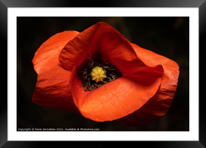 Tulip from above Framed Mounted Print by Fanis Zerzelides