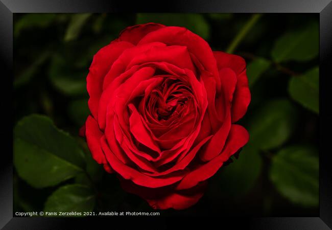 Red Rose Framed Print by Fanis Zerzelides