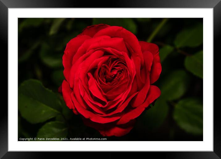 Red Rose Framed Mounted Print by Fanis Zerzelides