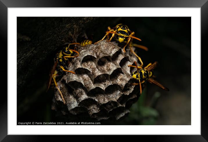 Wasp Nest Framed Mounted Print by Fanis Zerzelides