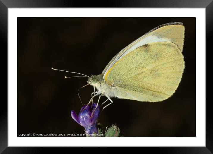 Butterfly collecting nectar Framed Mounted Print by Fanis Zerzelides