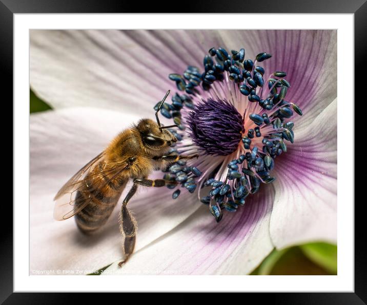 A bee attracted Framed Mounted Print by Fanis Zerzelides