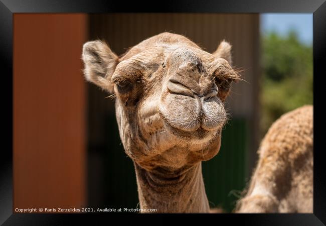 A Smiling Camel Framed Print by Fanis Zerzelides