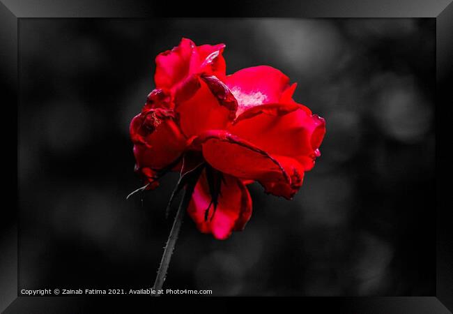 Red Rose Framed Print by Zainab Fatima