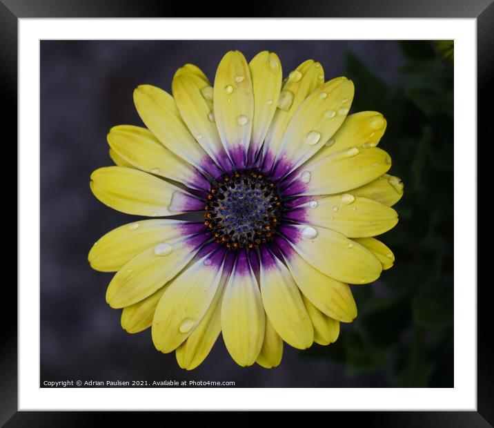 Bright yellow daisy flower Framed Mounted Print by Adrian Paulsen