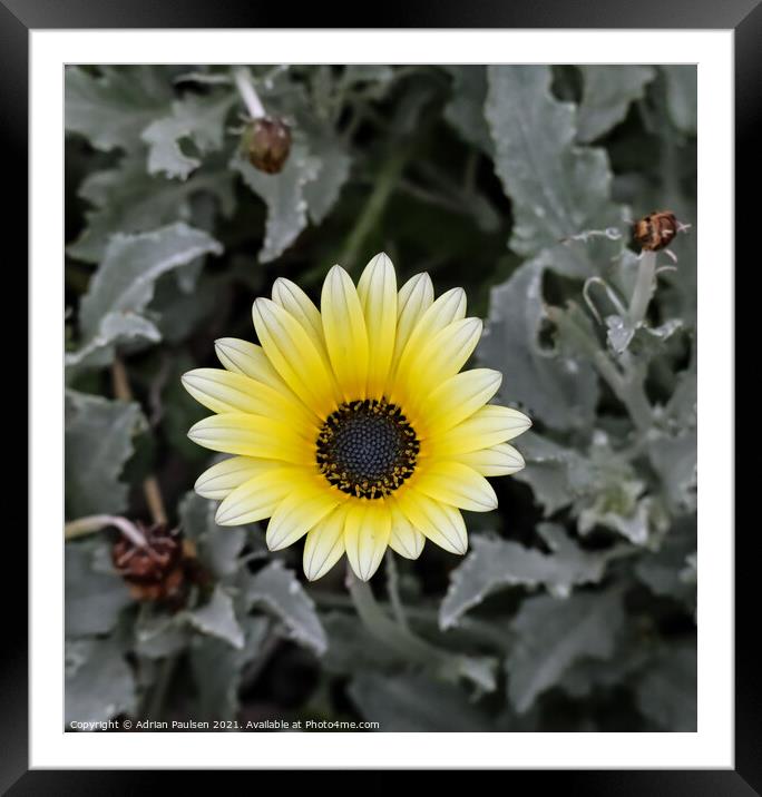 White and yellow daisy Framed Mounted Print by Adrian Paulsen