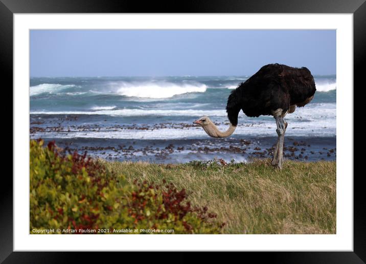Ostrich at the beach Framed Mounted Print by Adrian Paulsen