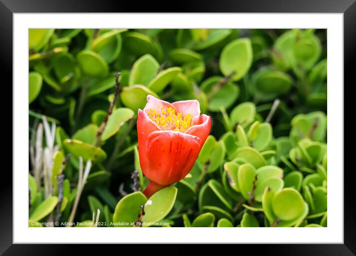 Paintbrush Lily Framed Mounted Print by Adrian Paulsen