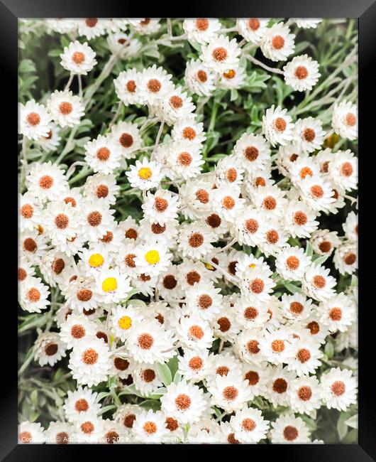 White flowers  Framed Print by Adrian Paulsen
