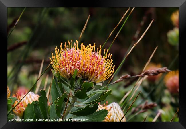 Pincushion flowers Framed Print by Adrian Paulsen