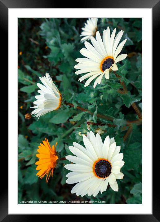 Colourful Daisies  Framed Mounted Print by Adrian Paulsen