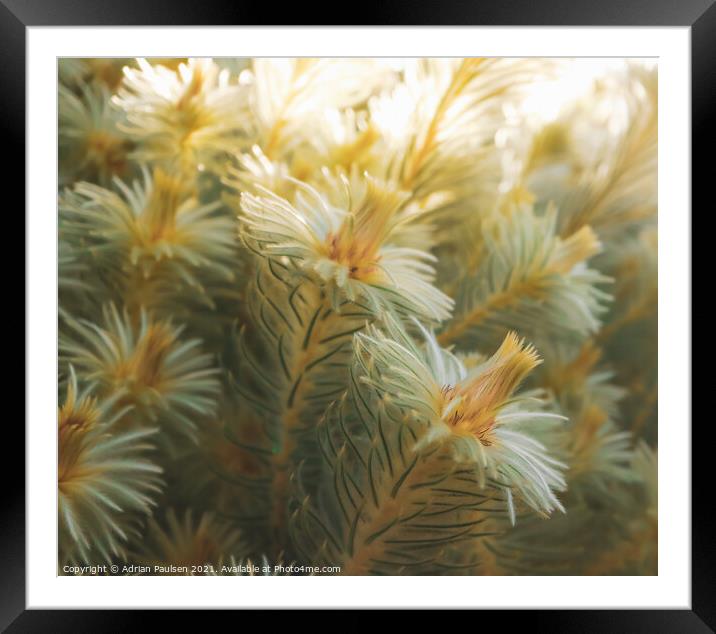 Plant flower Framed Mounted Print by Adrian Paulsen