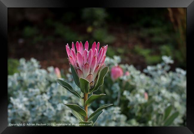 Protea flower Framed Print by Adrian Paulsen