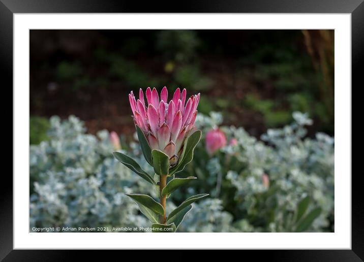 Protea flower Framed Mounted Print by Adrian Paulsen