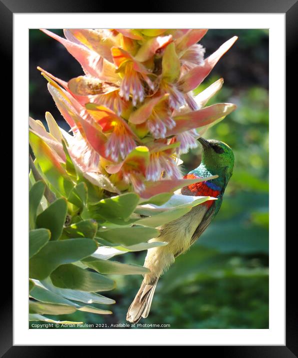 Sunbird on flower Framed Mounted Print by Adrian Paulsen