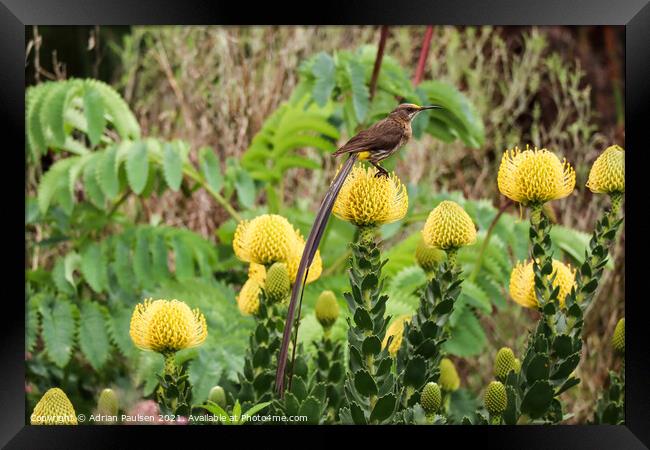 Cape Sugarbird on Pincushion Framed Print by Adrian Paulsen