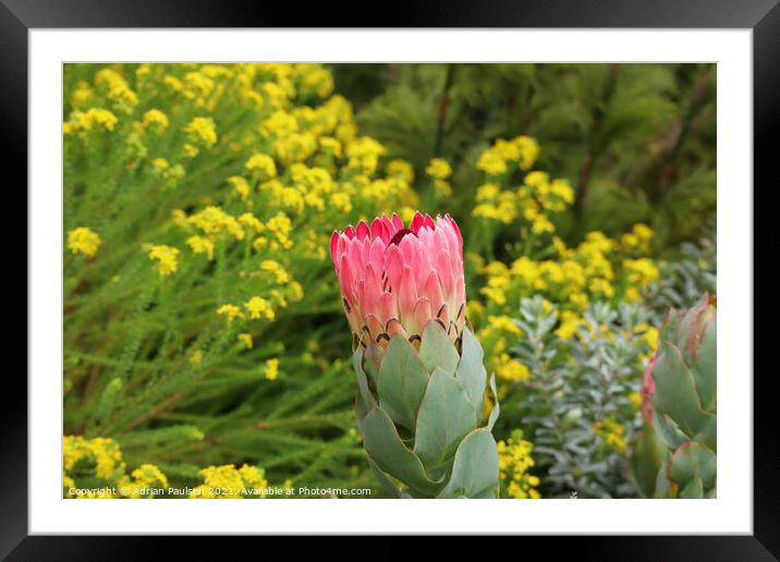 Pink Protea Framed Mounted Print by Adrian Paulsen