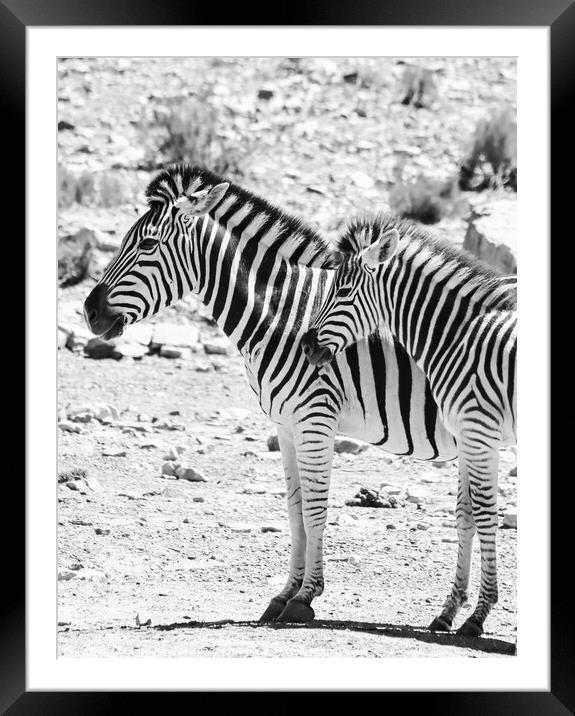Zebras in the African sun Framed Mounted Print by Adrian Paulsen