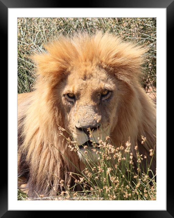 Close up of lion Framed Mounted Print by Adrian Paulsen