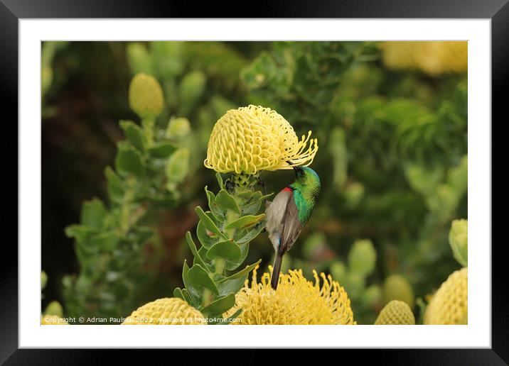 Double collared sunbird on a pincushion  Framed Mounted Print by Adrian Paulsen