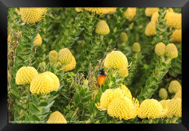 Orange breasted Sunbird  Framed Print by Adrian Paulsen