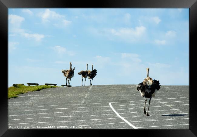Ostriches running in a car park  Framed Print by Adrian Paulsen