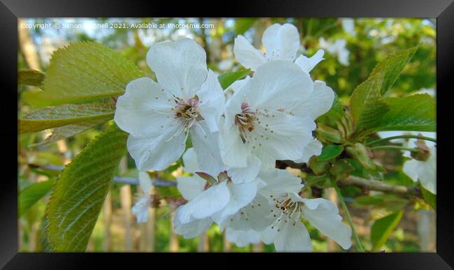 Cherry Blossom Tree Framed Print by Simon Mitchell