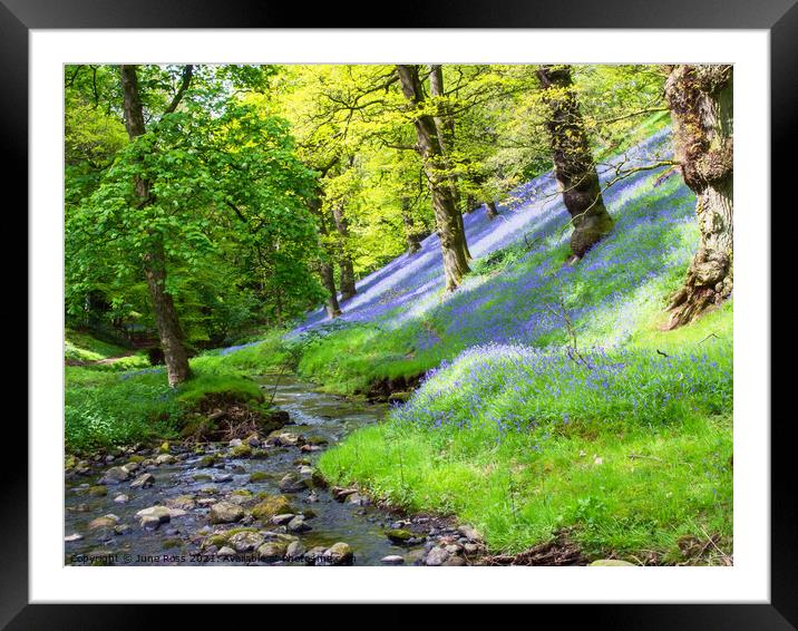 Bluebell Wood in the Eden Valley, Cumbria Framed Mounted Print by June Ross