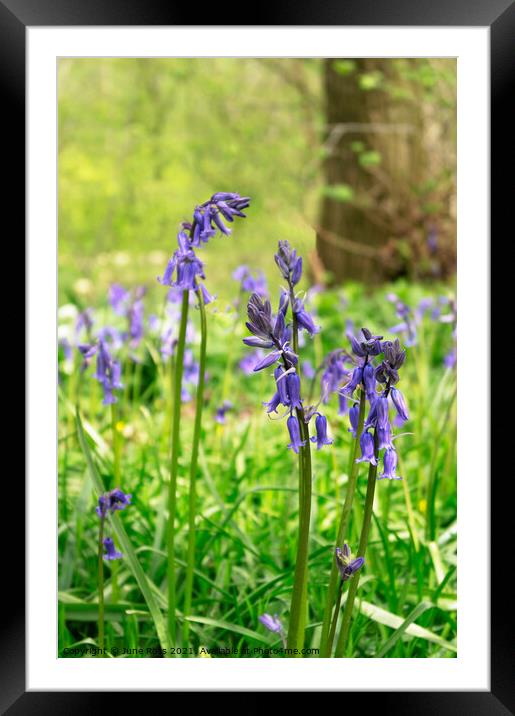 Bluebells near Culgaith in Cumbria Framed Mounted Print by June Ross