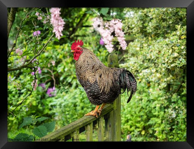 Cockerel on a Garden Fence Framed Print by June Ross