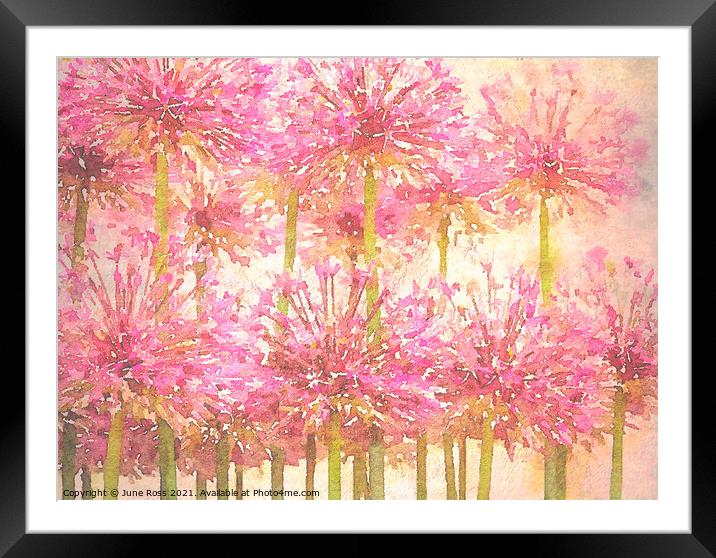 Painterly Pink Alliums Framed Mounted Print by June Ross