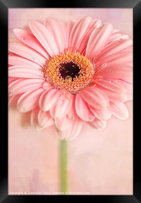 Gerbera Flower on Pink Framed Print by June Ross