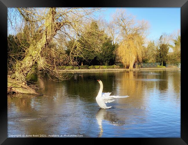 Swan Lake Framed Print by June Ross