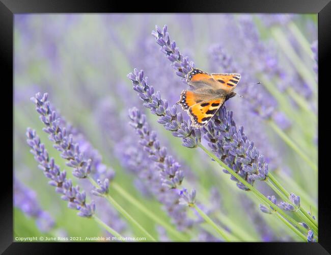 Lavender and Butterfly Framed Print by June Ross