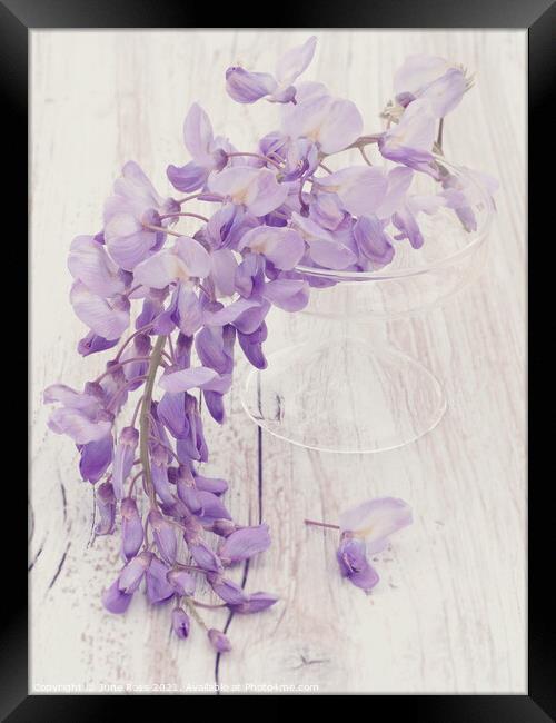 Wisteria Still Life Framed Print by June Ross