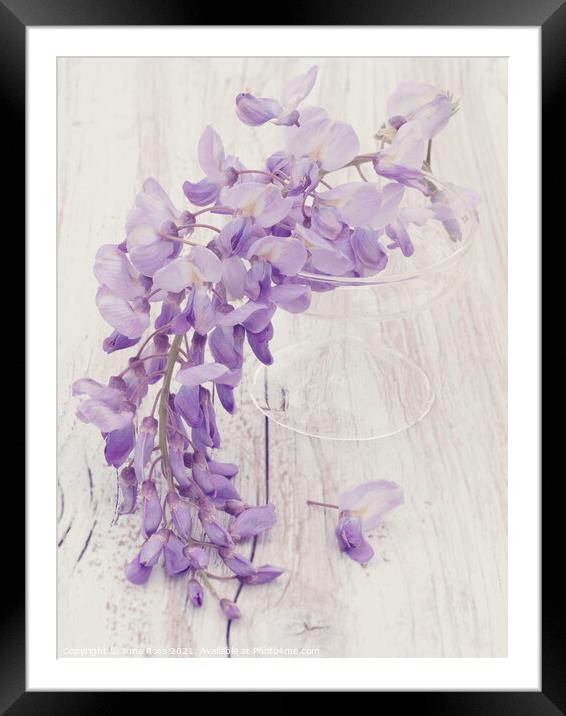 Wisteria Still Life Framed Mounted Print by June Ross