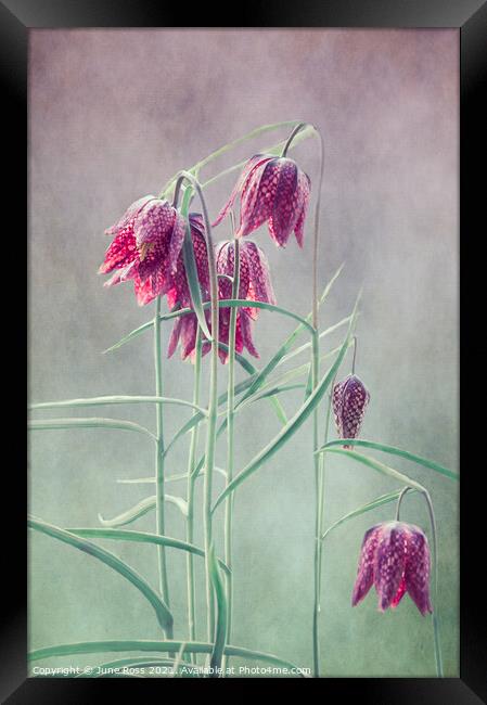 Fritillaria Meleagris  Framed Print by June Ross