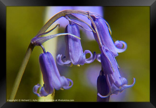 Bluebells, Warwickshire Framed Print by Richard J. Kyte